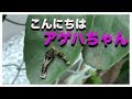 アゲハチョウとクロアゲハの成長記  幼虫→羽化→旅立ち 感動ドラマ