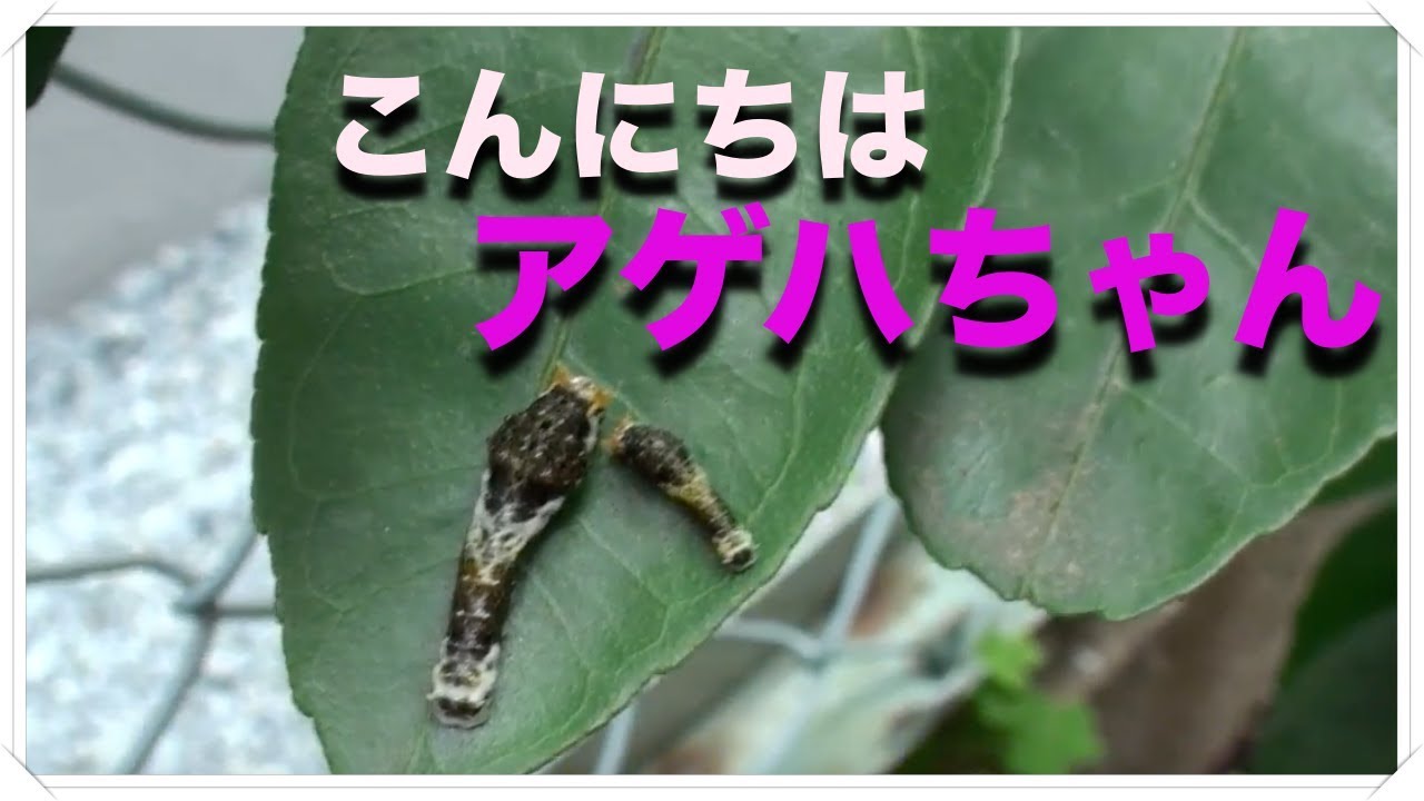 アゲハチョウとクロアゲハの成長記 幼虫 羽化 旅立ち 感動ドラマ Youtube