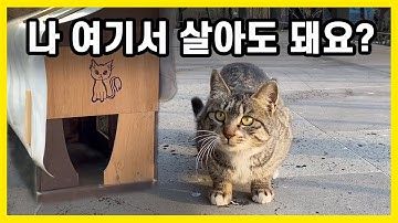 길고양이짱많아 - YouTube 길고양이짱많아 - Youtube