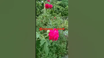 Flowerslover Naturallovrs Gardenflowers2025 Flowersinmyhome2025 