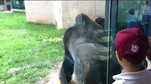 Gorillas putting on a show at Philly Zoo