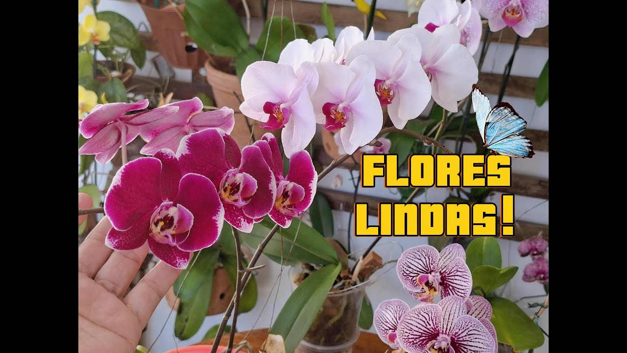 Flores Lindas!