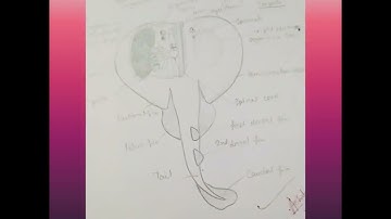 bsc 2nd year zoology practical file part 1