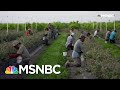 The Real Reason Grocery Shelves Are Empty | All In | MSNBC