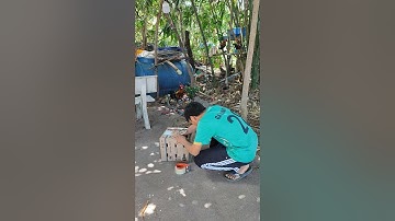 lên đường phục vụ ae đam mê🐓 #thứcgàrừng86 #gàrừngtaitrắng #gàrừngrặc