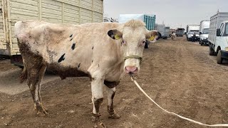 картинка: Шымкент Мал Базар. Сиыр Бұқа Өгіз Қашар Тана Бұзау 1.10.2025