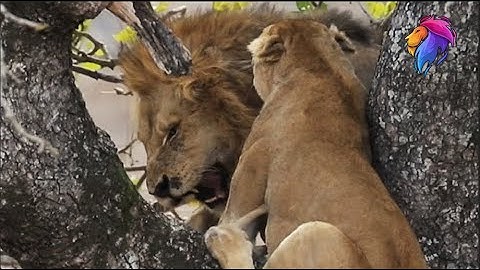 Lions Almost Fall Out Tree While Fighting For Food