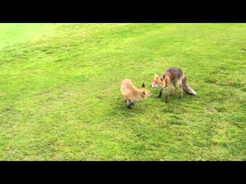 Video: En Underlig Ræve-coyote Strejfer Rundt I Texas - Alternativ Visning