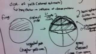 Fertilization, Cleavage, And Gastrulation