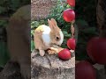 Just a fluffy potato 🥔 #ChubbyRabbit #CuteAnimals #BunnyLife