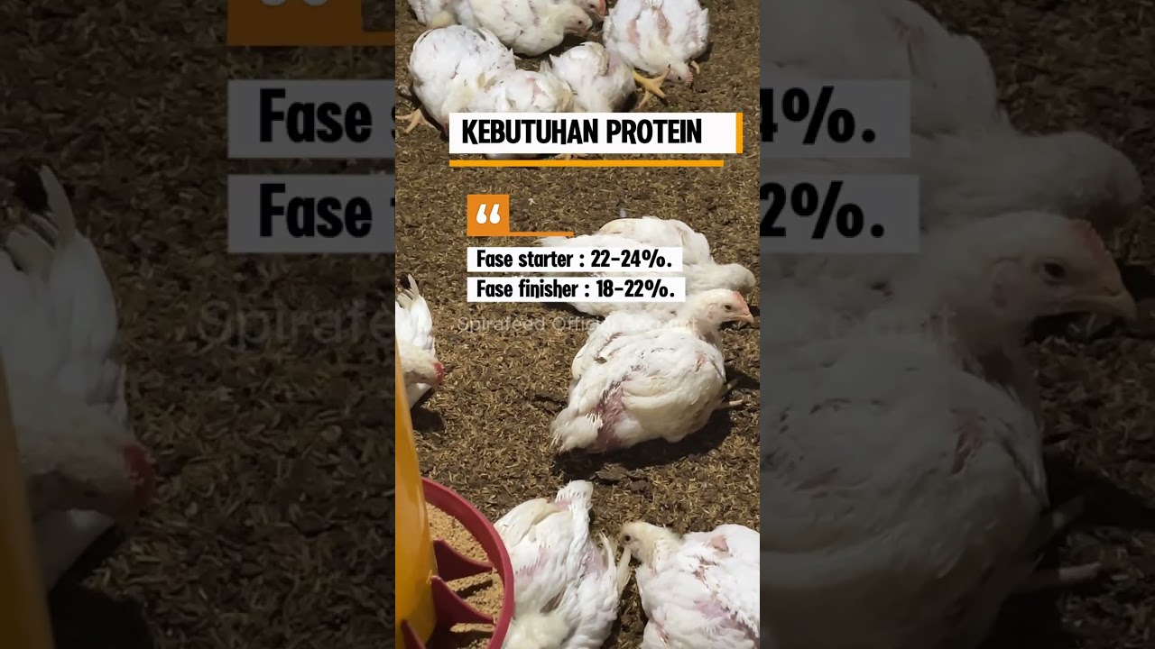 Hasil 7 Hari Pakai SPIRAFEED — Produksi Stabil, Hemat Pakan 20% | Nafsu Makan Meledak!