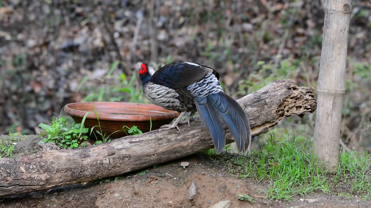 Mr. and Mrs. Kalij Pheasant 