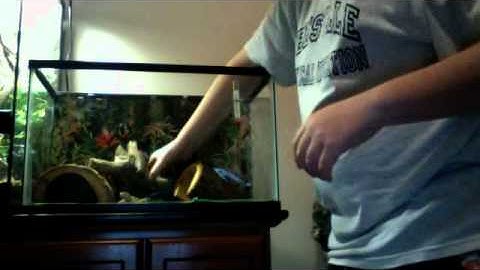 how to setup a leopard gecko tank