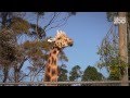 Zoo tales  giraffe zabulus hoof xray