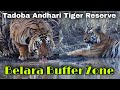 Tadoba Andhari Tiger Reserve || New Series 2021 || Belara Buffer Zone || Episode 4