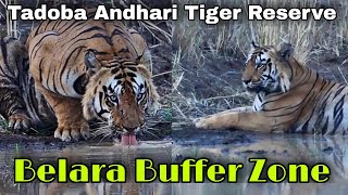 Tadoba Andhari Tiger Reserve || New Series 2021 || Belara Buffer Zone || Episode 4