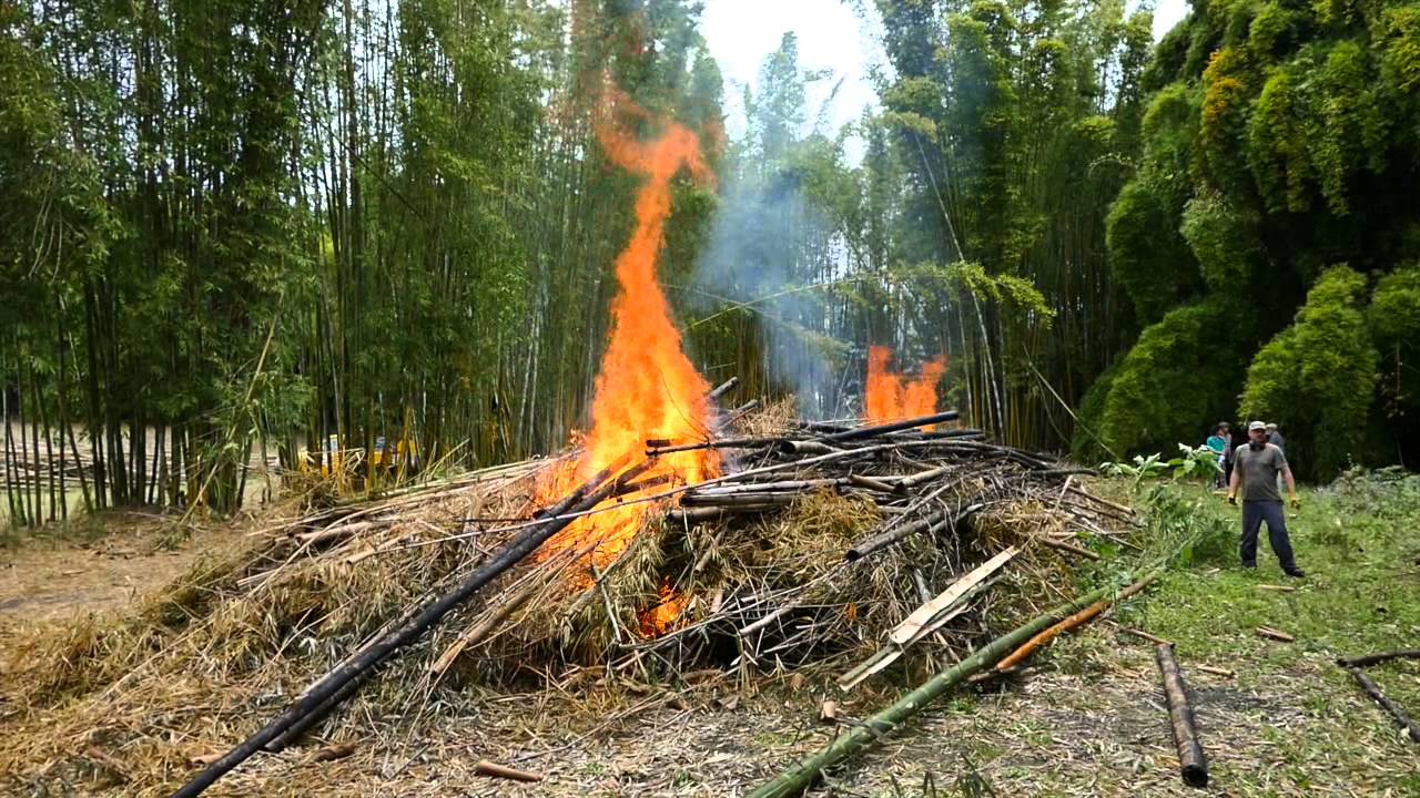 Bamboo Burnoff YouTube
