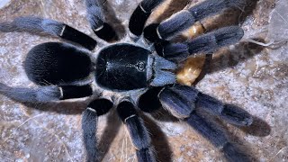 Dancing Earth Tiger Tarantula Ornithoctonus Sp Uthai Thani