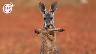 Funny Kangaroos 😂 Cute Kangaroos 2019