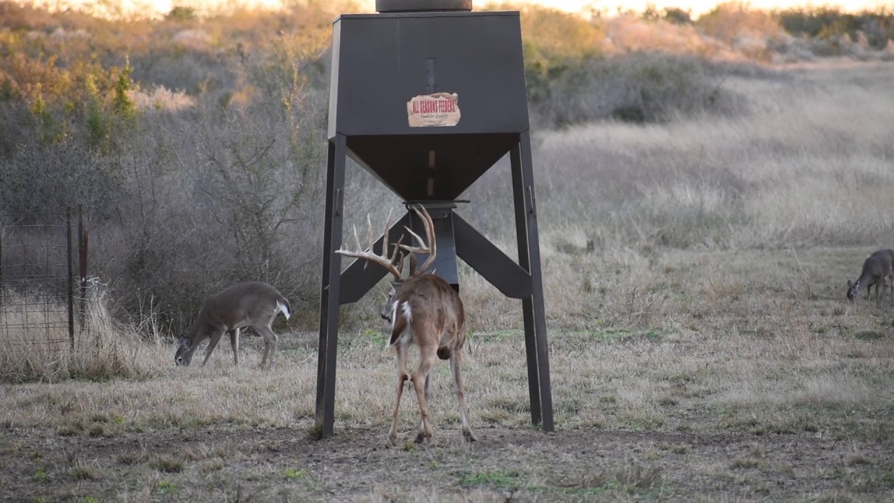 Huge South Texas Buck Visiting Protein Feeder During The Rut Youtube
