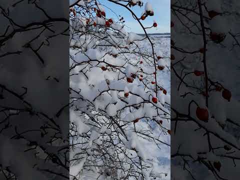 Шиповник в снегу #shorts