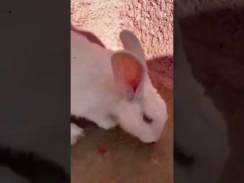 Video: Conejo Mellerud