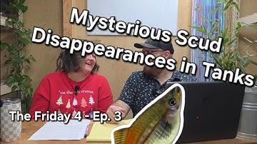 Mysterious Scud Disappearances - What to Expect When You Order From Us - The Friday 4 ep. 3