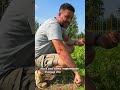trattamenti nell'#orto a giugno e luglio #mattthefarmer #zeolite #zucchine #cipolle #pomodori
