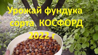 Урожай фундука сорта КОСФОРД 2022 г