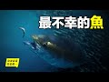 金槍魚：30年前只能做貓糧的魚，今天為什麼變成了奢侈品？藍鰭金槍魚為什麼這麼貴？哪種金槍魚最好吃？這背後竟然有一個不幸的故事……|自說自話的總裁