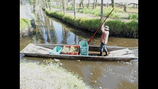 Las chinampas milenaria huertas flotantes mexicanas bajo amenaza