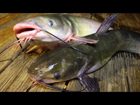 How to catch catfish - How to cook catfish - How to clean catfish