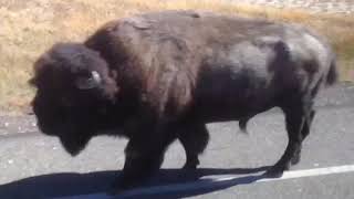 Yellowstone bison