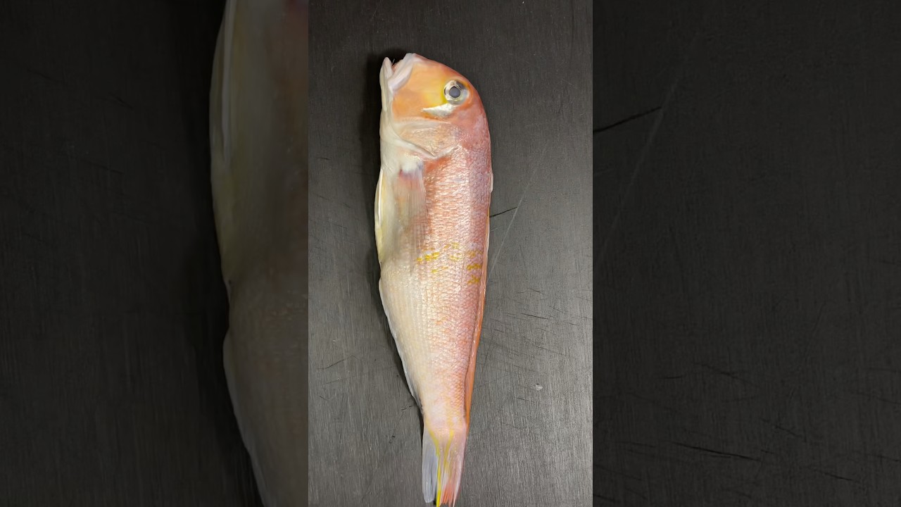 Can you guess this fish? 🐟 Samurai sashimi plating - YouTube