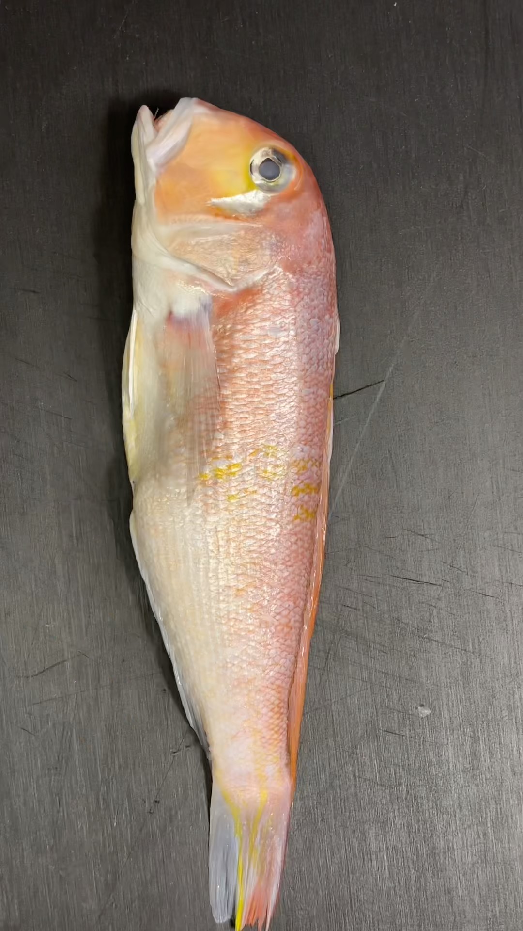 Can you guess this fish? 🐟 Samurai sashimi plating - YouTube
