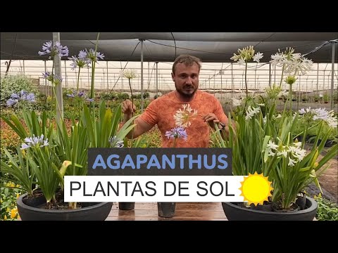 Vídeo: Agapanthus - Flor Do Amor