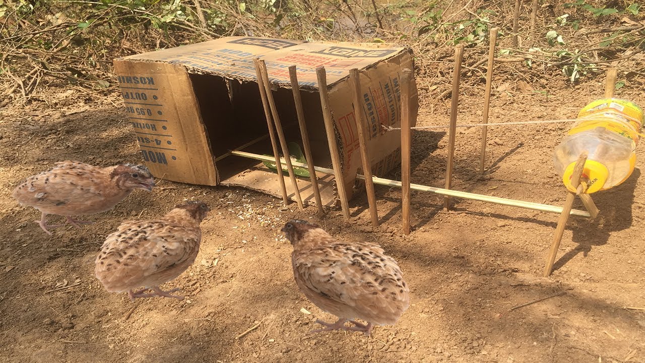 Simple DIY Creative Bird Trap Using Box Paper That Work 100%