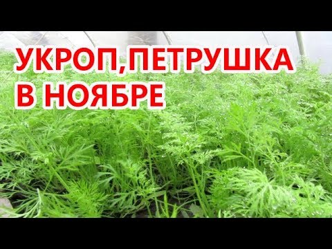 Выращивание укропа,петрушки в зимнем тоннели.