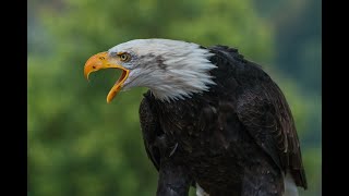 Kartal Ses Efekti Sinematik