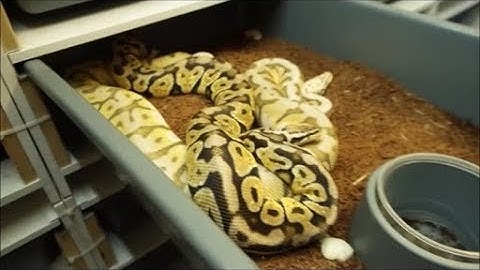 Ball Python Breeding Tips! Locks, pairings, etc.