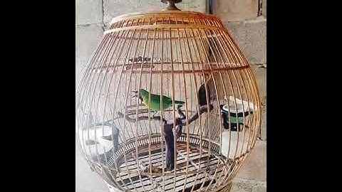 นกเขียวเล็ก นกต่อตัวเก่ง