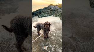 We love Ellie just the way she is #labradoodle