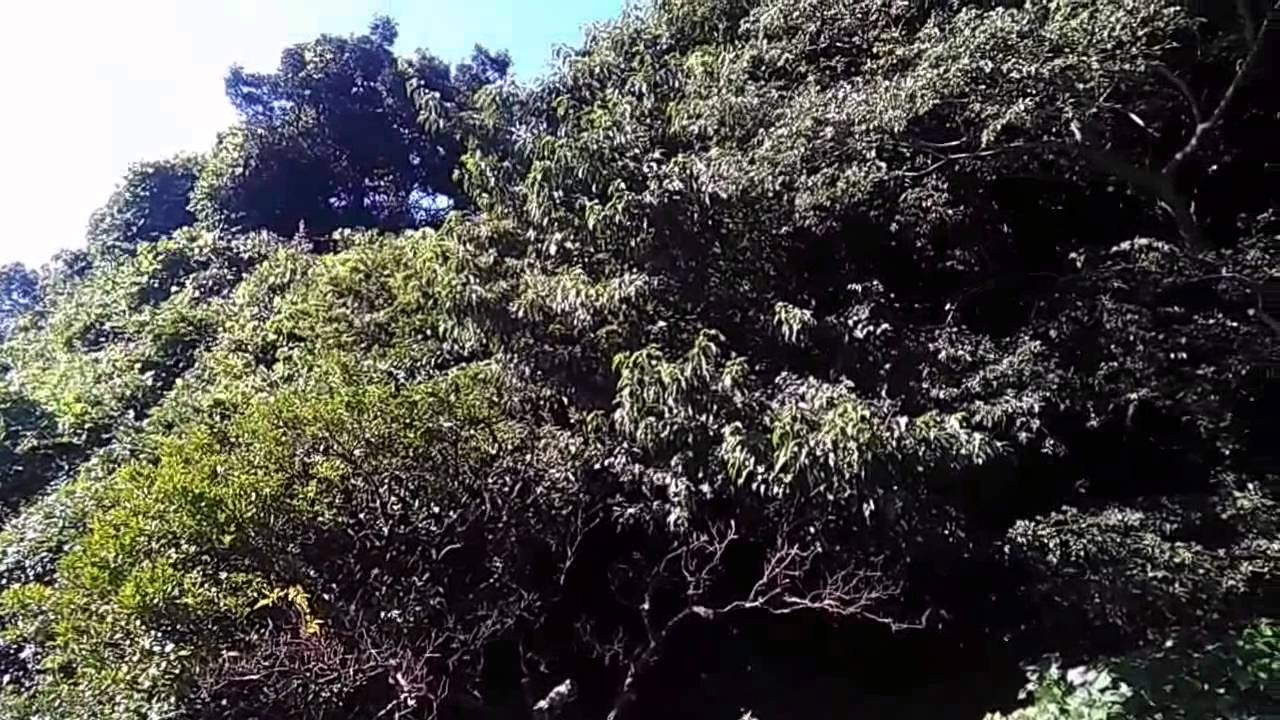 It is mandarin orange field and Balm cricket in summer of Kyushu JAPAN.  They sing Great chorus