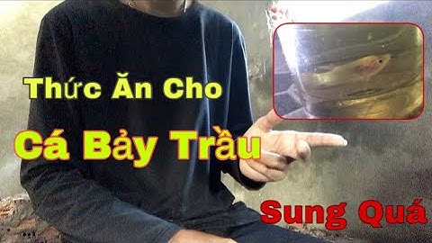 Những Thức Ăn Mà Cá Bảy Trầu Ăn Được | Tuổi Thơ Nuôi Cá Bảy Trầu