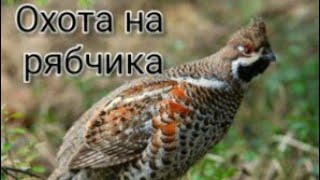 Охота на рябчика. Обучающее видео