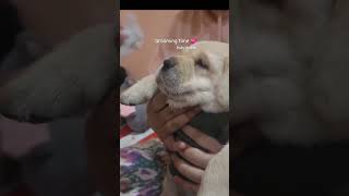 PoV : Labrador dog puppy grooming time  #dog #labrador