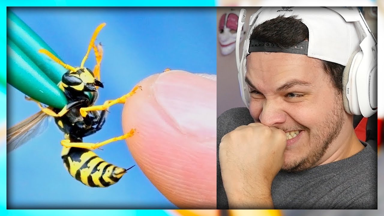STUNG by a YELLOW JACKET! Reaction YouTube