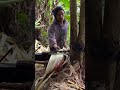 Dali ra kaau