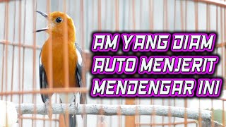 Download Lagu ANIS MERAH DIAM AUTO TERPANCING, MENDENGAR PANCINGAN ANIS MERAH GACOR MP3