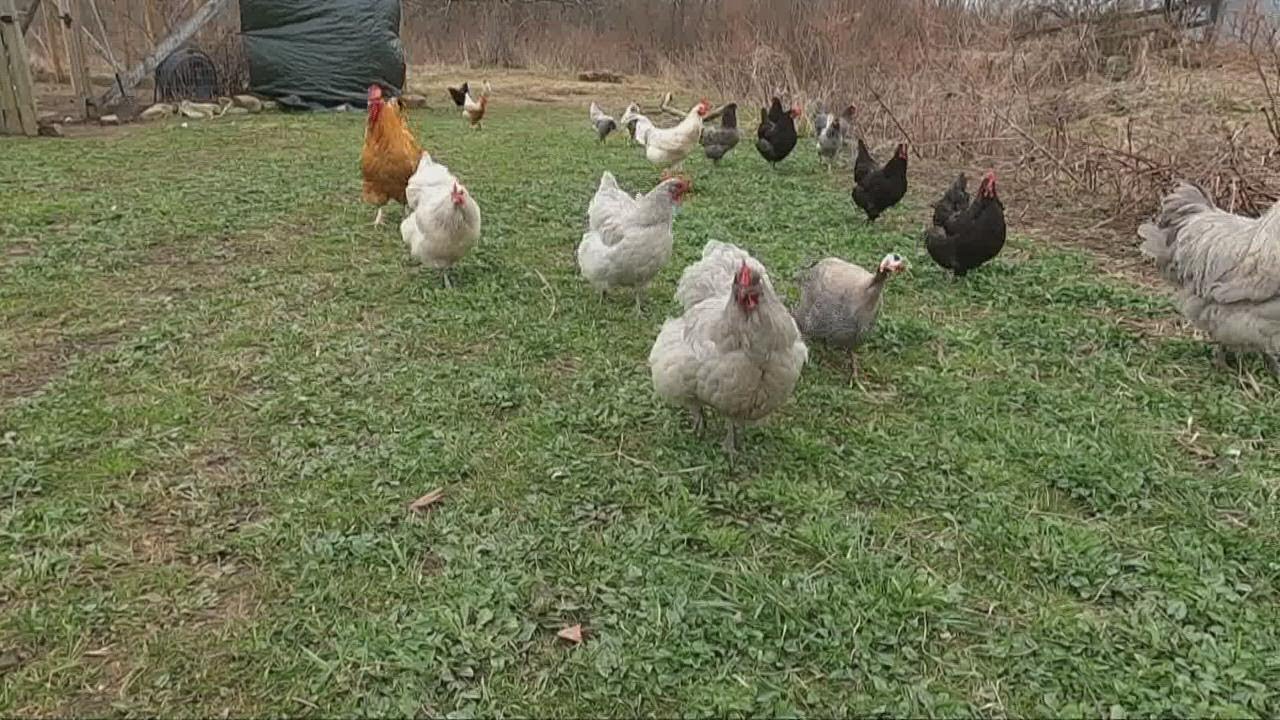 Experts, farmers in Ohio keep an eye on the bird flu as cases spread across country